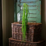 Green Hanging Aramanthus Stem