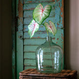Caladium Natural Touch Stem