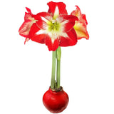 Minerva Red Wax Amaryllis Bulb
